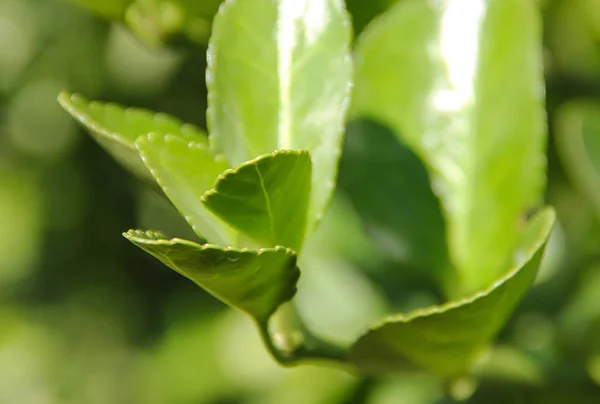 Verde Cresce Natura Margini Torrente Montagna Montagna — Foto Stock