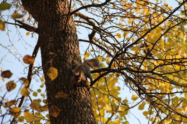 Écureuil Roux Sautant Sur Tronc Arbre Automne — Photo