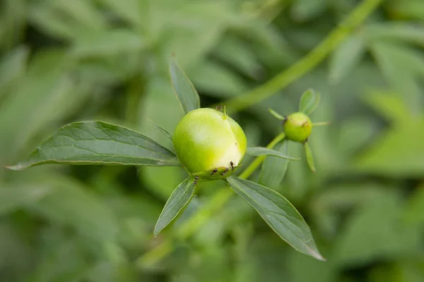 Pianta Verde Cui Formiche Strisciano — Foto Stock