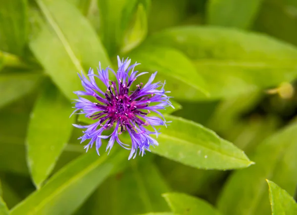 Hermosa Flor Púrpura Primer Plano — Foto de Stock