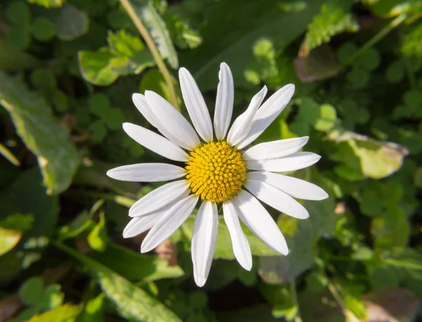 Güzel Papatya Çiçek Güneşli Gün Çiçek — Stok fotoğraf
