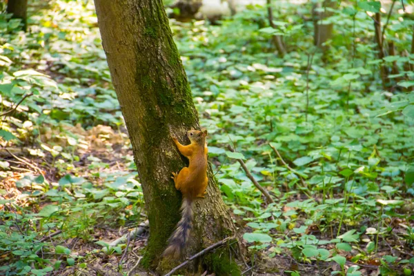 Young Wary Young Orange Squirrel Striped Tail Sitting Tree — Stock Photo, Image