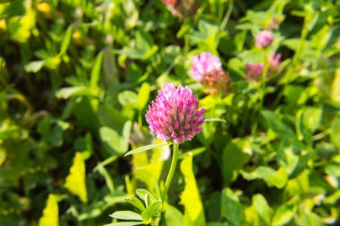 Yeşil Bambu mayo dikey yeşil ormanın içinde sonraki küçük kabarık çalılar büyümeye pürüzsüz