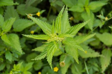 Mavi kumaş üzerine eski rahat kaplumbağa yakın ilgi ile görünüyor