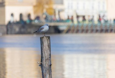 Beyaz martı güneşli bir günde güneşin ortasında ahşap bir yığın üzerinde duruyor