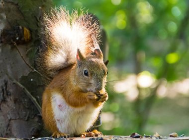 Kızıl sincap Ayçekirdeği ve fındık yemek bir masada oturan bir kabarık kuyruklu