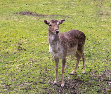 Genç hornless kahverengi geyik bir takas ormanda bir tedavi için bekleyen sürpriz ile bakarak duruyor