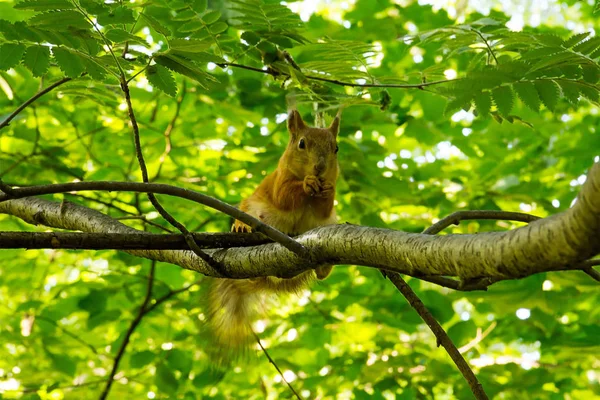 Ardilla Roja Sienta Alto Una Rama Una Ceniza Montaña Bosque — Foto de Stock