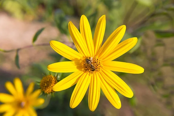 Bright yellow meadow flower daisy in the heart sits a bee collects pollen and nectar