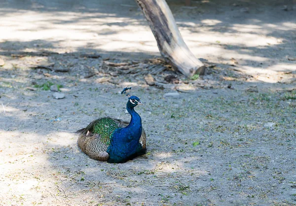 Peacock Bird Animals Wild Sits Shade Tree Sunny Afternoon Park — Stock Photo, Image