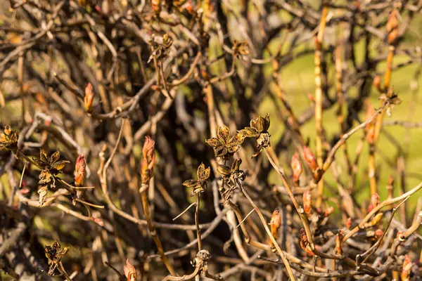 Yeşil kurutulmuş atlama bir çantada bir lezzetli ve aromatik içecek hazırlanması için sıcak bir yaz günü temeli toplanan.