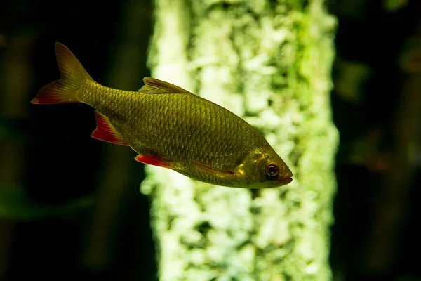 Wild Roach Vissen Met Glanzende Schubben Rode Vinnen Drijvend Duidelijk — Stockfoto