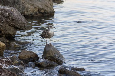 gri martı deniz plaj mesafe seyir su ortasında yüksek bir dar taş üzerinde duruyor