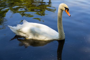 Beyaz Kuğu uzun boyunlu su yakın çekim yüzeyinde yüzen