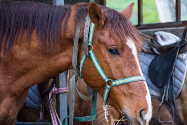 karanlık yele ve profilde burnuna bir güneşli gün yakın çekim boyunca beyaz bir yama ile kahverengi at
