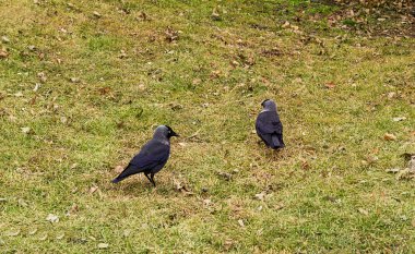 İki yabani kuşlar siyah kargalar güneşli bir günde yeşil alan yürüyor