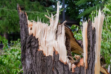 Kasırga ormanda kırık bir ağaç güdük cips yakın çekim ile