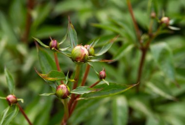 Bir bahar bahçe parkta ağaç benzeri şakayık yakın çekim yeşil tomurcuğu
