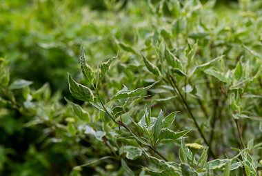 Zümrüt ajur ile bir çalı Şubesi güneş ışığı altında beyaz kenarlı yaprakları