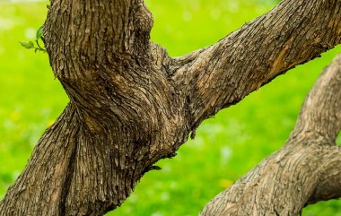 Eski fantastik bükme ağaç gövdesi ile kahverengi kabuğu sarmal