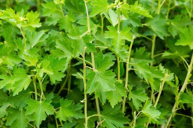 Parlak yeşil bitki arka plan yaprakları Ajur modeli ile Sardunya