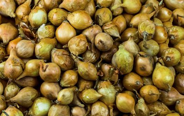 Arka plan doku doğal bitki ampul temel Botanik Geliştirme sebze çiçek Ekim