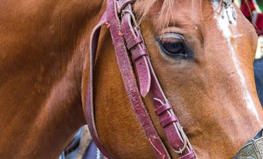 yüz kısmı deri koşum dizginleri akıllı gözler yakın çekim ile kasalı bir kahverengi at