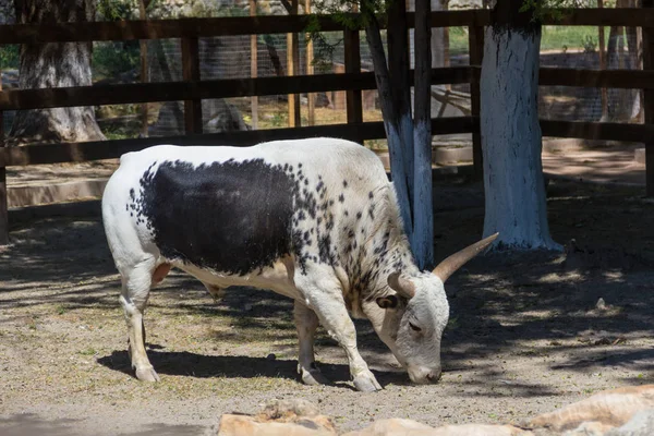 Bílý Býk Watussi Černou Skvrnou Jeho Straně Pastviny Stínu Stromu — Stock fotografie
