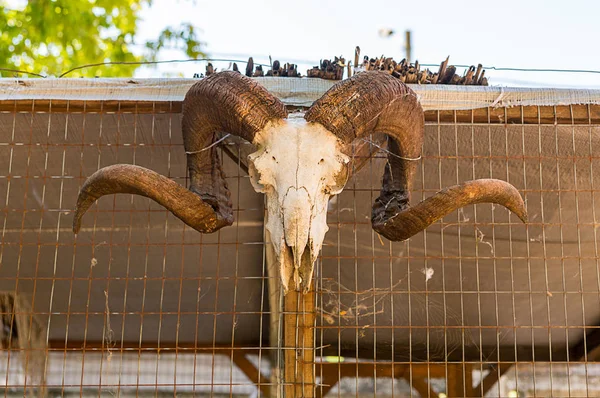 Crâne Blanc Animal Avec Cornes Une Exploitation Béliers Sur Fond — Photo