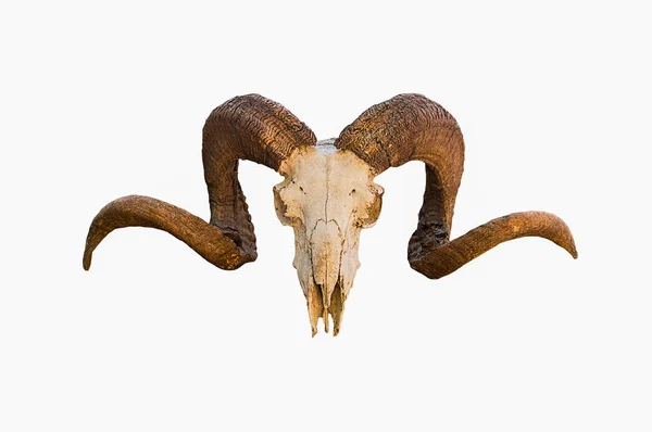 白色孤立背景下弯曲角的 Ram 的天然颅骨 — 图库照片