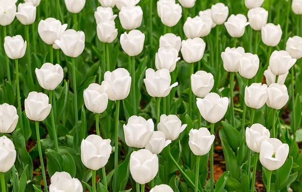 Campo Tulipa Branca Neve Flores Iluminado Pela Luz Solar Suculento — Fotografia de Stock