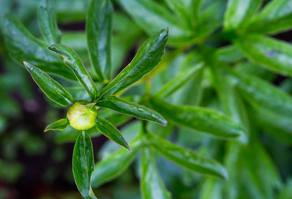 Gemme Verdi Intorno Foglie Verdi Appuntite Ricoperte Rugiada Vicino — Foto Stock