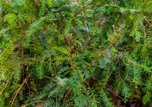Roślin Iglastych Cis Pozostawia Igły Zielone Tło Naturalny — Zdjęcie stockowe