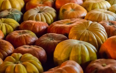 sarı turuncu kabak arka plan Eko simetrik satırı