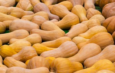 Turuncu uzun kabak doğal desen. sonbahar kırpma arka plan arka plan