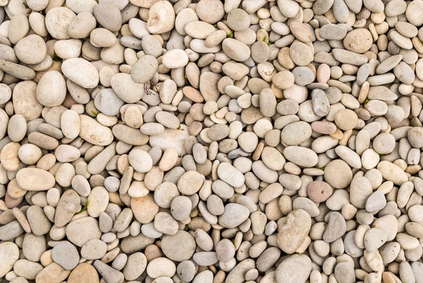 Stone Beige Smooth River Pebble Shore Water — Stock Photo, Image