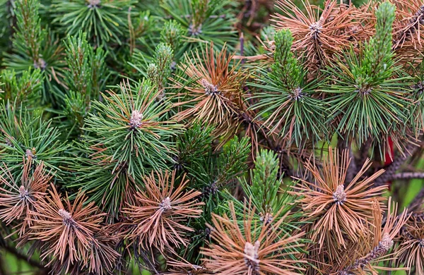 Pine Groen Verbrande Bruin Naalden Aride Weer Gevaar Van Planten — Stockfoto