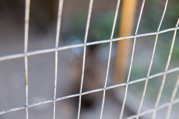 Abstract Background Texture Grating Aviary Protection Dangerous Predators Quarantine — Stock Photo, Image