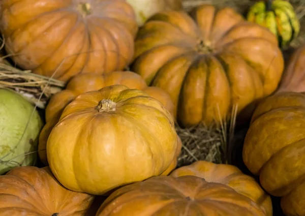 Gros Plan Sur Citrouille Ondulée Jaune Sur Fond Foin Fruits — Photo