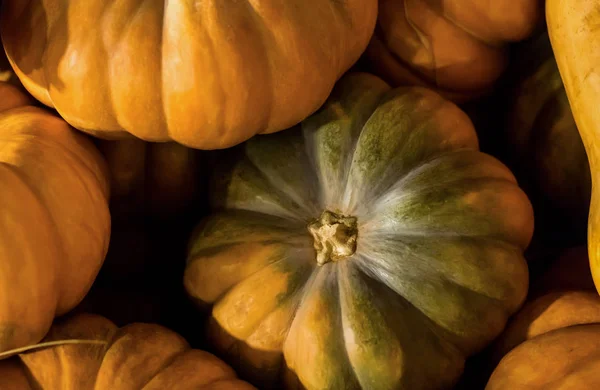 Zbierz Gospodarstwa Tło Tematycznych Dynia Jesień Wzór Sezonowy Produkt Ekologiczny — Zdjęcie stockowe