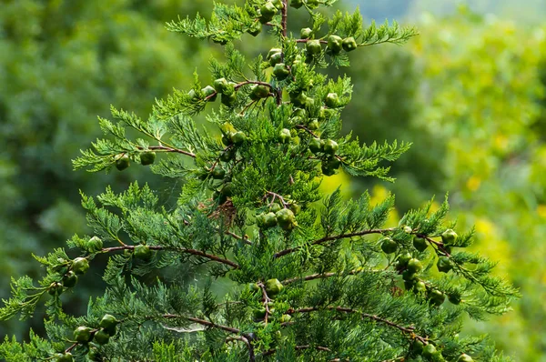 Gröna Bush Enbär Vintergröna Gren Med Bär Omogna Suddig Bakgrund — Stockfoto
