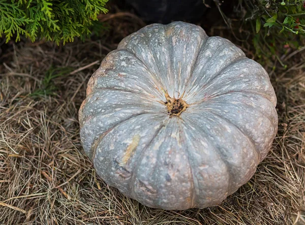 Ώριμη Πράσινη Κολοκύθα Φθινόπωρο Λαχανικά Harvest Φυσικό Φόντο Υφή Eco — Φωτογραφία Αρχείου