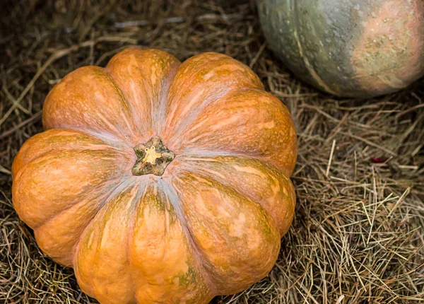 Vintage Otoño Símbolo Naranja Calabaza Primer Plano Simétrico Maduro Naranja —  Fotos de Stock