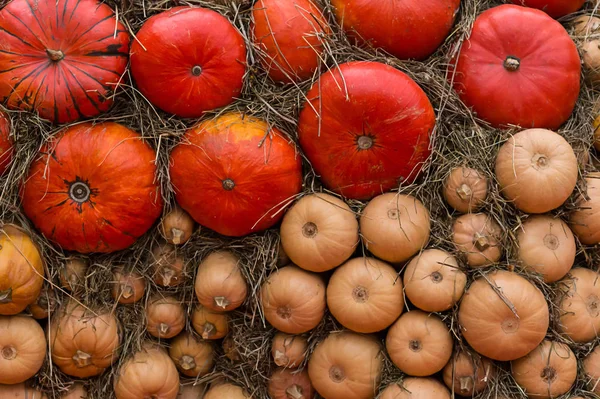 Fond Citrouille Mur Foin Texture Automne Base Rustique Symbole Conception — Photo