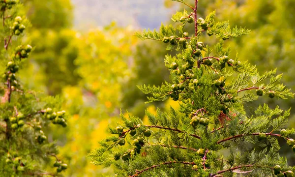 Cyprys Zielony Wiecznie Zielone Drzewo Iglaste Zielone Jagody Zielonym Lesie — Zdjęcie stockowe