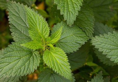 ısırgan yeşil tedavi bitki uzun yaprakları ile yanan bir close-up