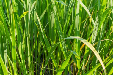 parlak yeşil desen çiçek arka plan uzun otların yemyeşil temel web tasarım