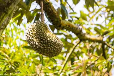 güçlü kokulu meyve, meyve Tayland Kralı bir dalda asılı meyve durian büyüyen yeşil çivili