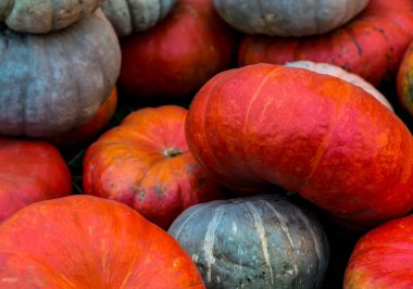 hasat parlak sebze arka plan kabak turuncu yeşil yığını