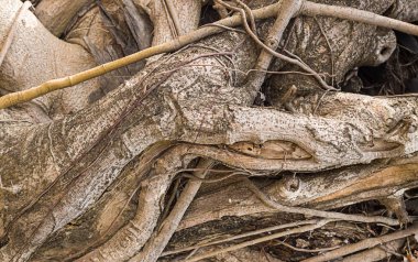 Doğal ahşap doku. sarma kuru liana ağaç kabuğu. Yıpranmış çiçek arka plan